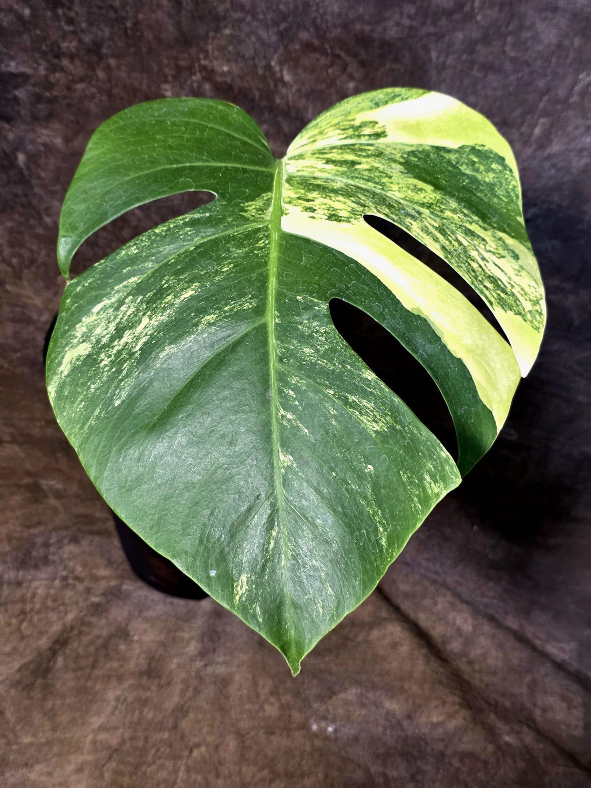 Monstera Borsigiana Aurea Variegated - Exact Rare Tropical Aroid (July-13-04)