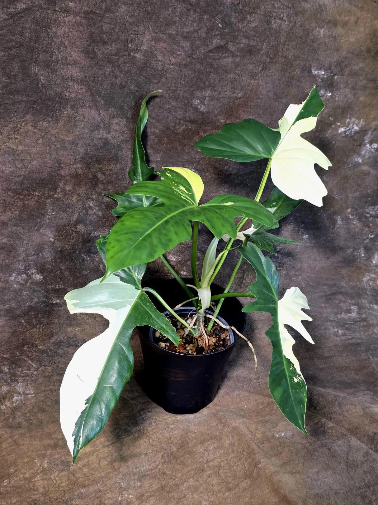 Variegated Golden Dragon Philodendron - EXACT Plant (July-13-01)