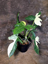 Variegated Golden Dragon Philodendron - EXACT Plant (July-13-01)