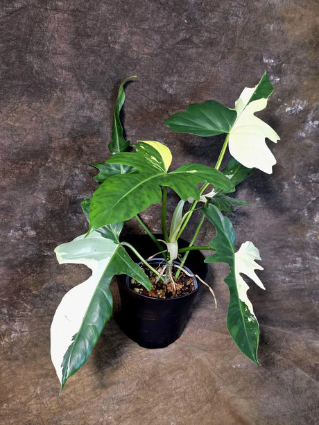Variegated Golden Dragon Philodendron - EXACT Plant (July-13-01)