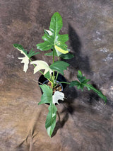 Variegated Golden Dragon Philodendron - EXACT Plant (July-13-01)