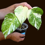 Variegated Monstera Albo - Rare White Monstera Borsigiana Baby Leaf(June-29-12)