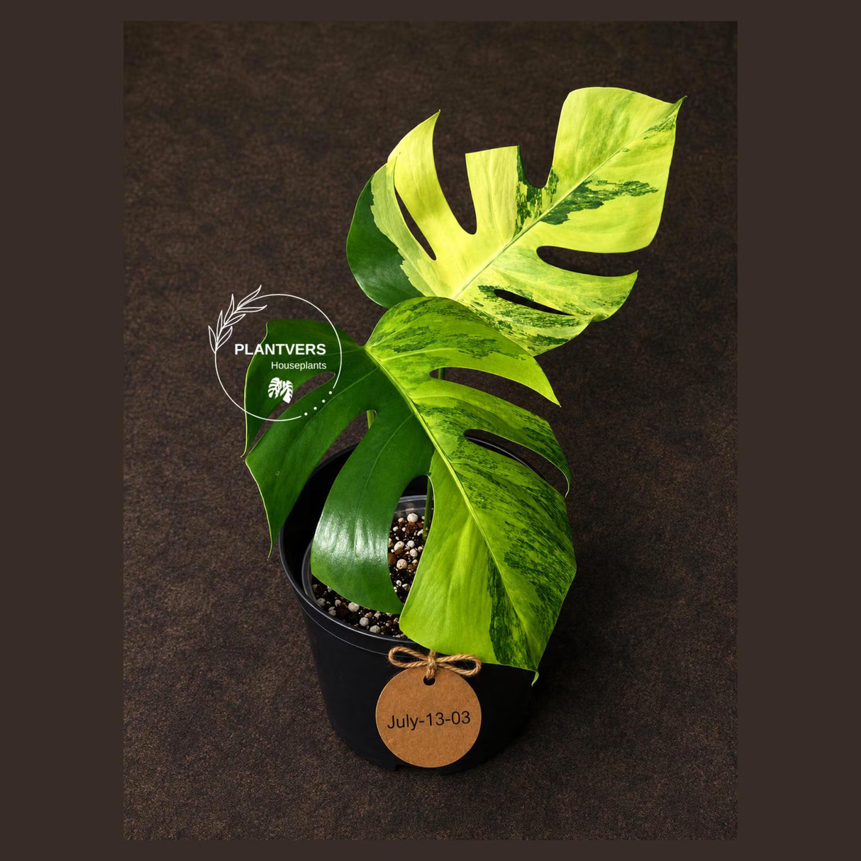 Monstera Borsigiana Aurea Variegated - Exact Rare Tropical Aroid (July-13-03)