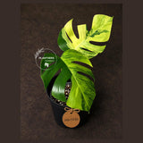 Monstera Borsigiana Aurea Variegated - Exact Rare Tropical Aroid (July-13-03)