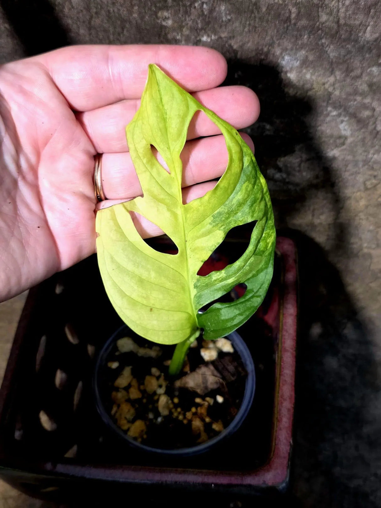 Monstera Adansonii Aurea Variegated - Swiss Cheese Premium (July-13-13)