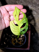 Monstera Adansonii Aurea Variegated - Swiss Cheese Premium (July-13-13)