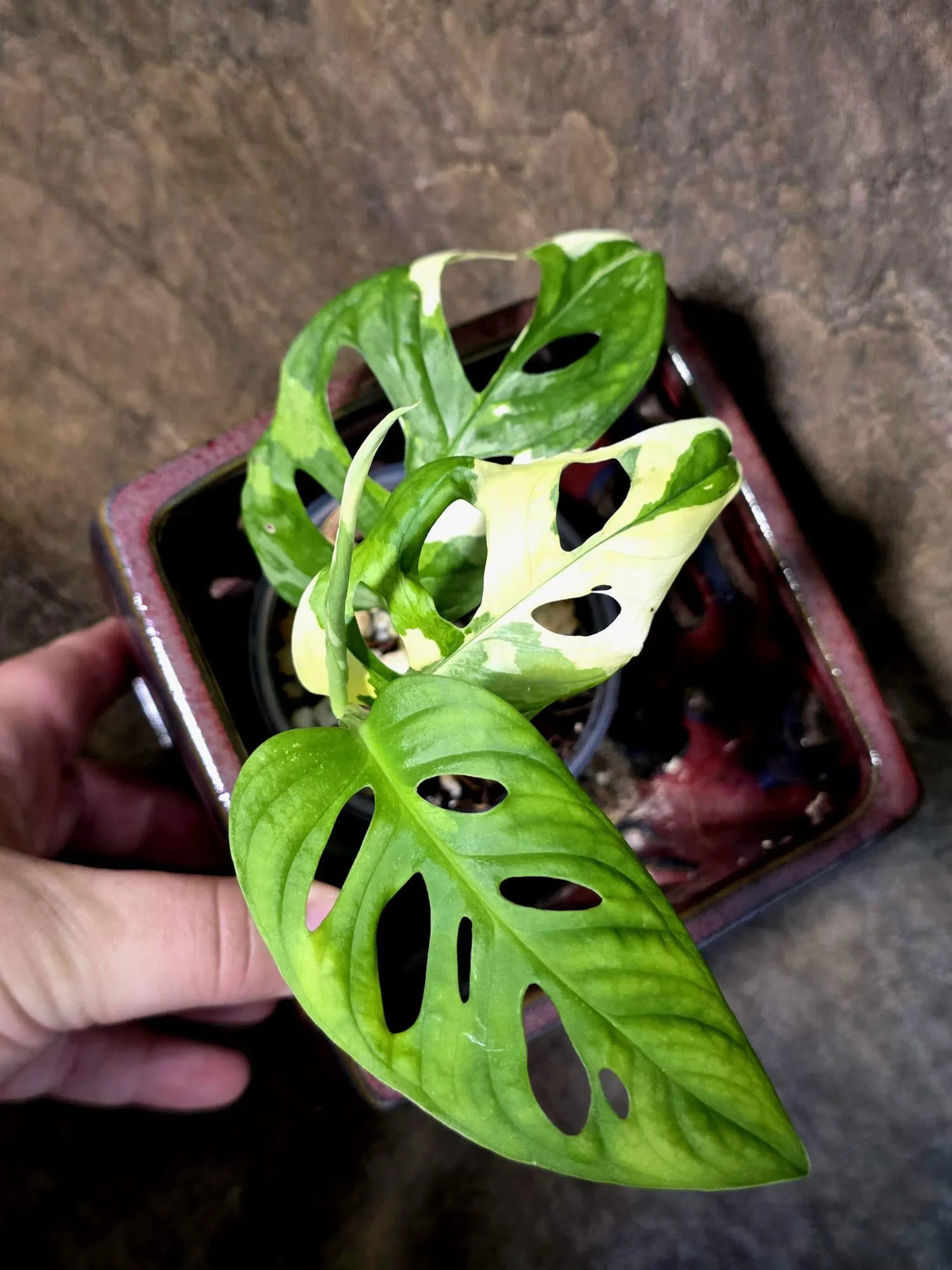 Variegated White Monstera Adansonii Albo  (July-13-14)