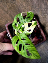 Variegated White Monstera Adansonii Albo  (July-13-14)