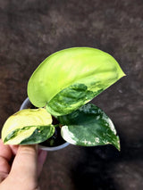 Scindapsus Jade Satin Variegated - Yellow Variegation (July-13-15)