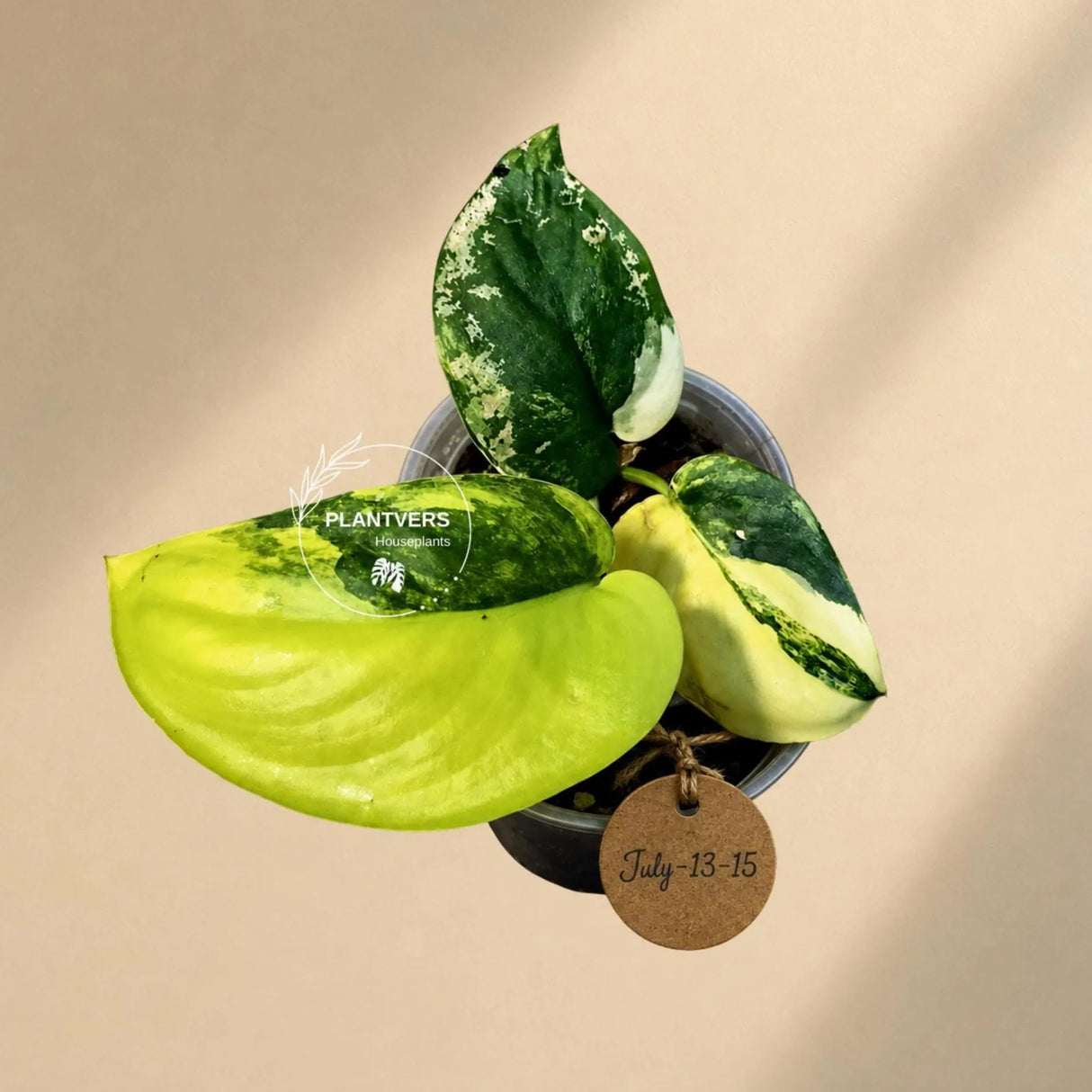 Scindapsus Jade Satin Variegated - Yellow Variegation (July-13-15)