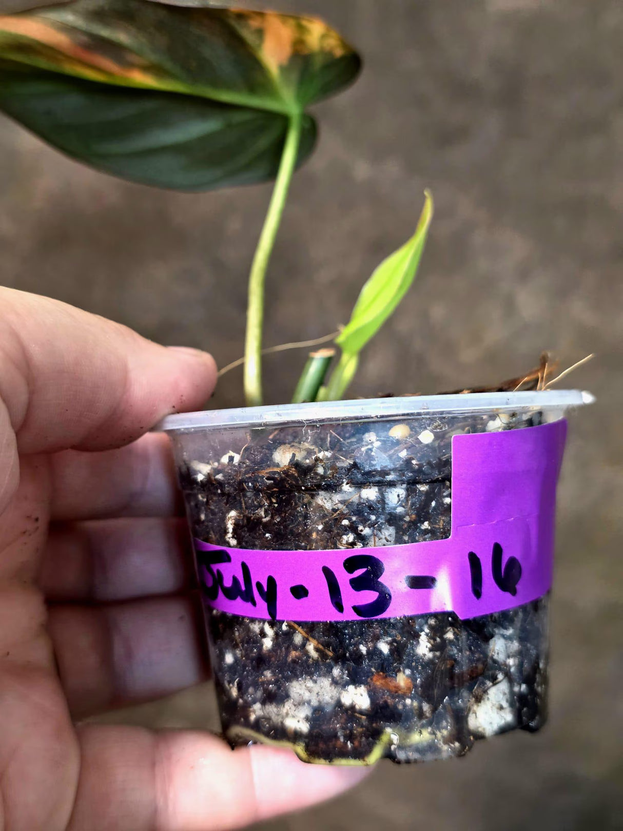 Variegated Philodendron Mican Aurea -(July-13-16)