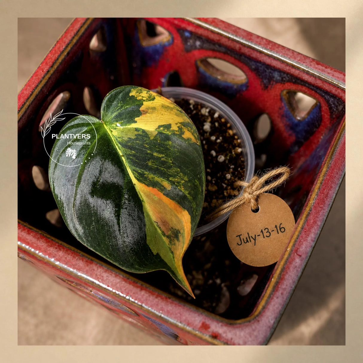 Variegated Philodendron Mican Aurea -(July-13-16)