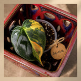 Variegated Philodendron Mican Aurea -(July-13-16)