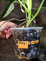Variegated Golden Dragon Philodendron - EXACT Plant (July-13-01)