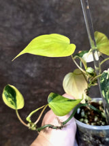 Variegated Philodendron Mican Aurea - Rare Exact Plant - (July-13-10)
