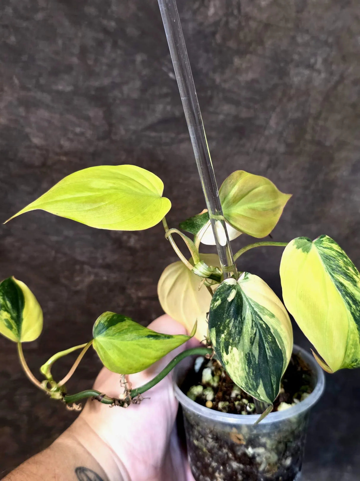 Variegated Philodendron Mican Aurea - Rare Exact Plant - (July-13-10)