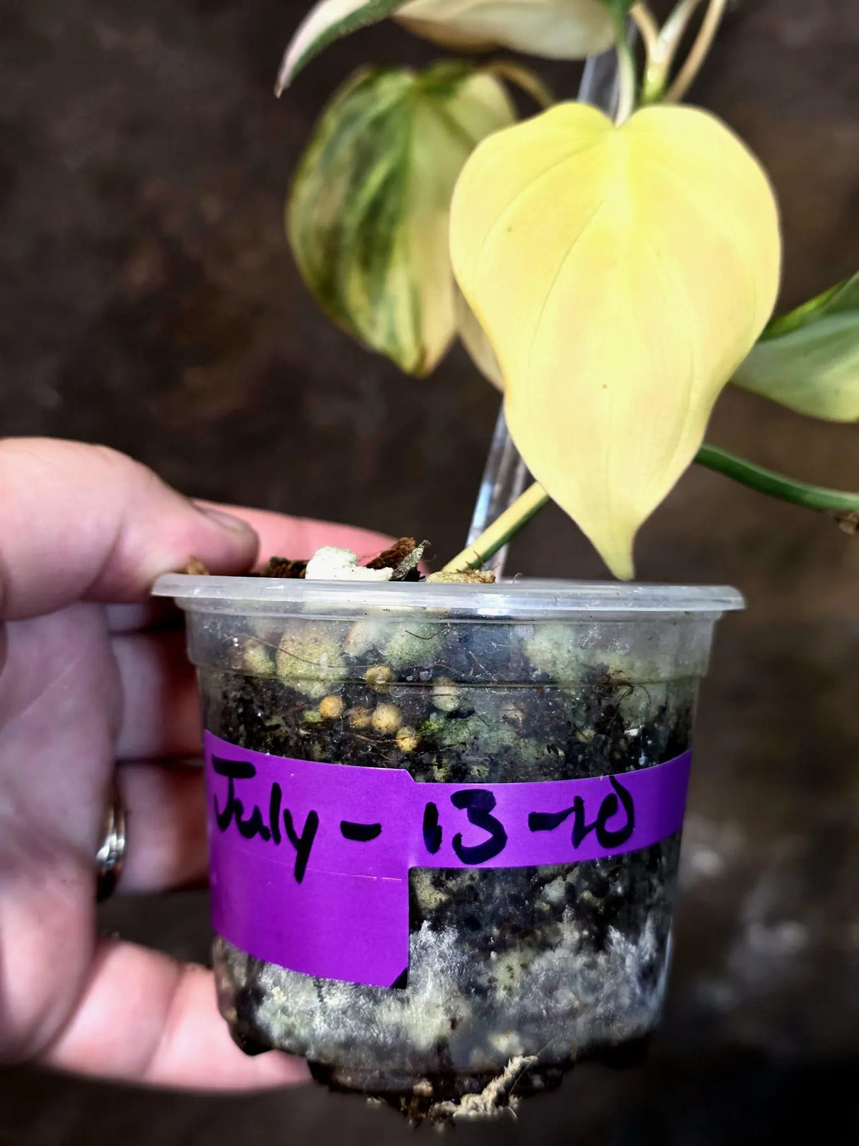 Variegated Philodendron Mican Aurea - Rare Exact Plant - (July-13-10)