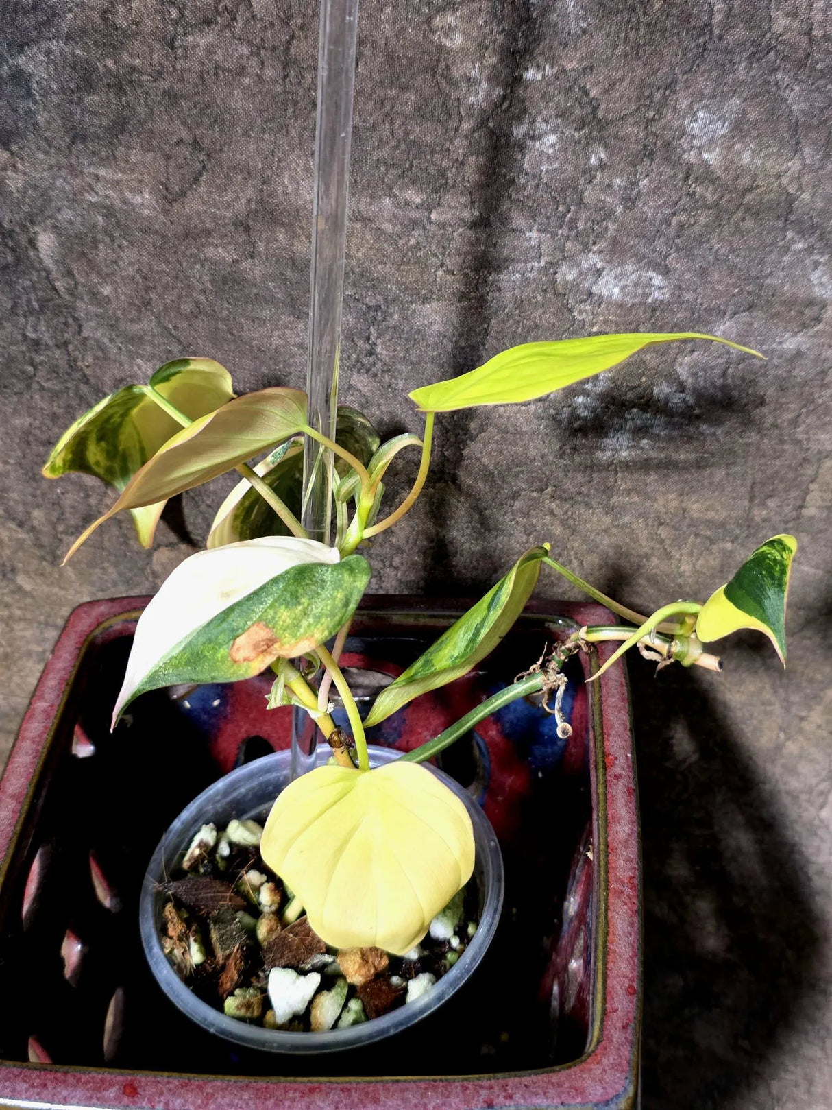 Variegated Philodendron Mican Aurea - Rare Exact Plant - (July-13-10)
