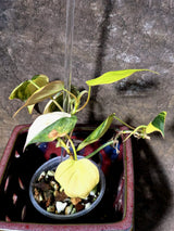 Variegated Philodendron Mican Aurea - Rare Exact Plant - (July-13-10)