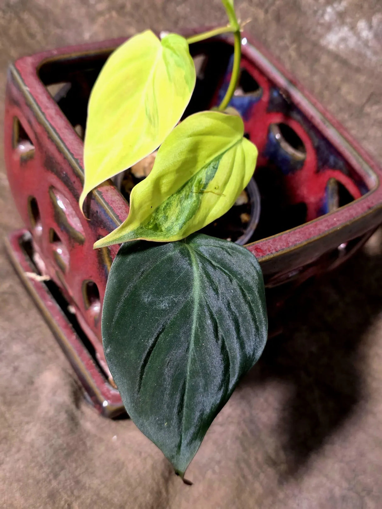 Variegated Philodendron Mican Aurea - Rare Exact Plant - (July-13-18)