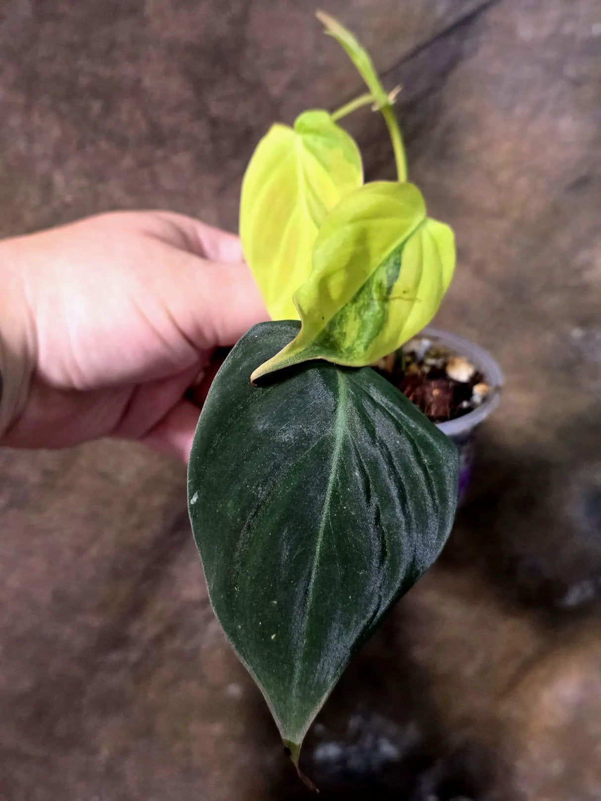Variegated Philodendron Mican Aurea - Rare Exact Plant - (July-13-18)