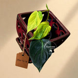Variegated Philodendron Mican Aurea - Rare Exact Plant - (July-13-18)