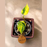Variegated Philodendron Mican Aurea - Rare Exact Plant - (July-13-11)