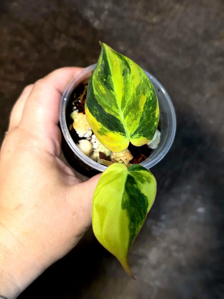 Variegated Philodendron Mican Aurea - Rare Exact Plant - (July-13-11)