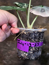 Alocasia Reginula Black Velvet Pink Variegated - Rare Pink Variegated Jewel Alocasia-(July-13-27)