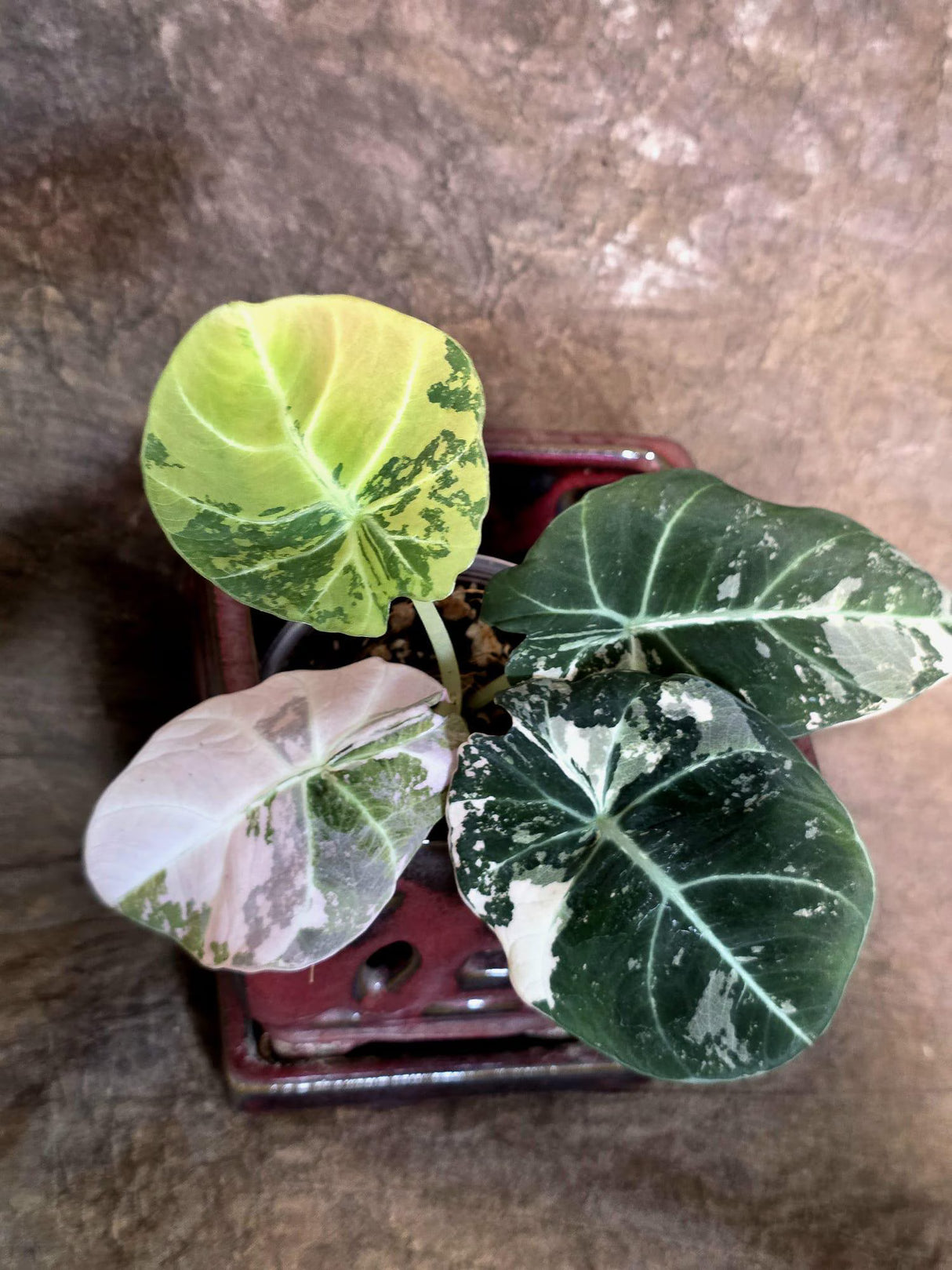 Alocasia Reginula Black Velvet Pink Variegated - Rare Pink Variegated Jewel Alocasia-(July-13-27)