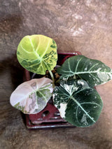 Alocasia Reginula Black Velvet Pink Variegated - Rare Pink Variegated Jewel Alocasia-(July-13-27)