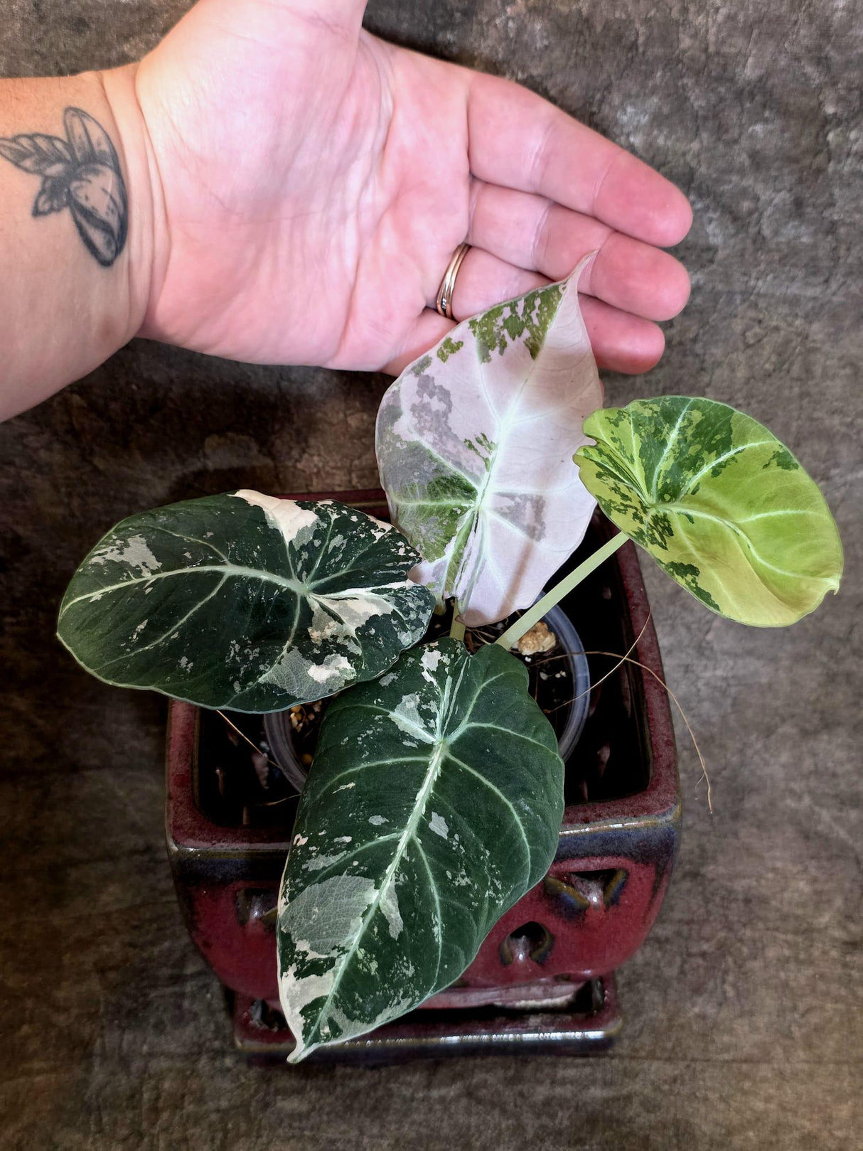 Alocasia Reginula Black Velvet Pink Variegated - Rare Pink Variegated Jewel Alocasia-(July-13-27)