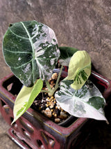 Alocasia Reginula Black Velvet Pink Variegated - Rare Jewel Alocasia - (July-13-31)