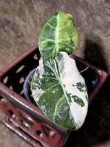 Alocasia Reginula Black Velvet Pink Variegated - Rare Jewel Alocasia - (July-13-32)