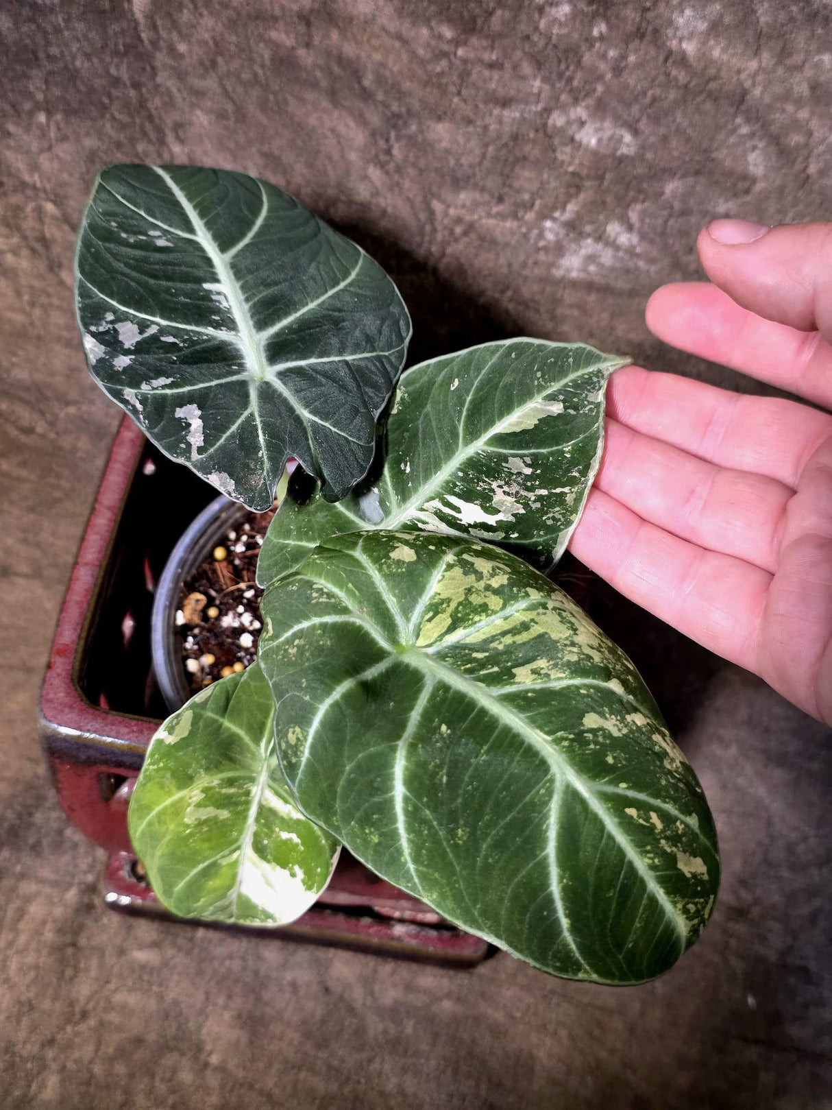 Alocasia Reginula Black Velvet Pink Variegated - Rare Jewel Alocasia - (July-13-33)