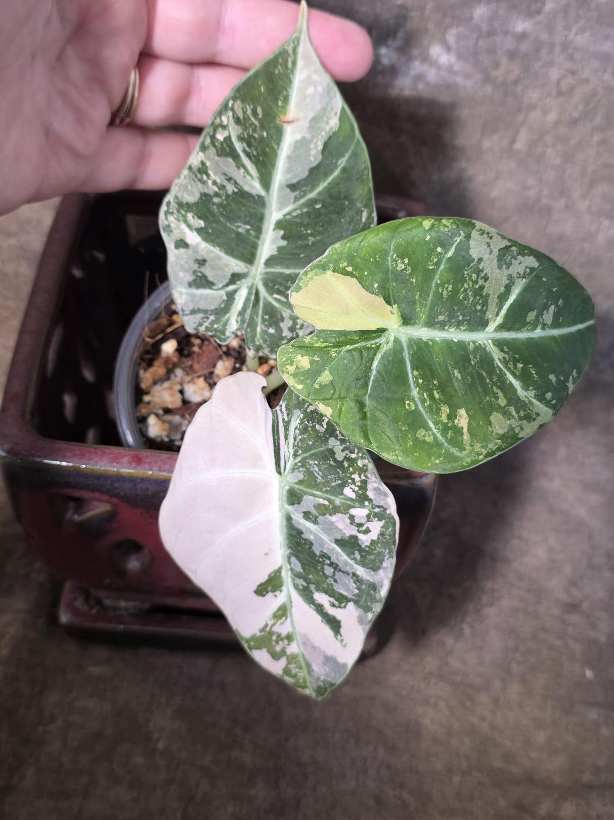 Alocasia Reginula Black Velvet Pink Variegated - Rare Jewel Alocasia - (July-13-34)