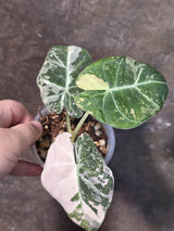 Alocasia Reginula Black Velvet Pink Variegated - Rare Jewel Alocasia - (July-13-34)