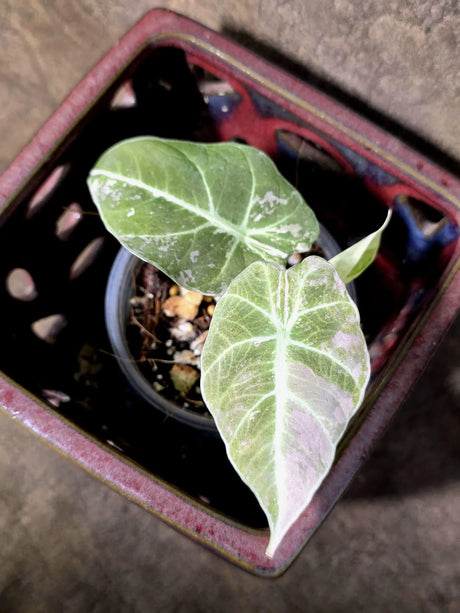 Alocasia Reginula Black Velvet Pink Variegated - Rare Jewel Alocasia - (July-13-36)