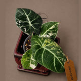 Alocasia Reginula Black Velvet Pink Variegated - Rare Jewel Alocasia - (July-13-33)