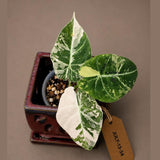 Alocasia Reginula Black Velvet Pink Variegated - Rare Jewel Alocasia - (July-13-34)