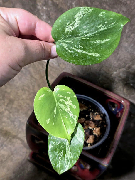 Super Rare Monstera Bulbasaur Variegated Live Plant - (July-14-07)