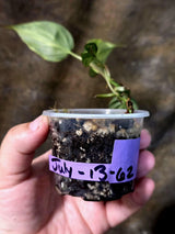 Variegated Philodendron Micans Live Plant - (July-13-62)