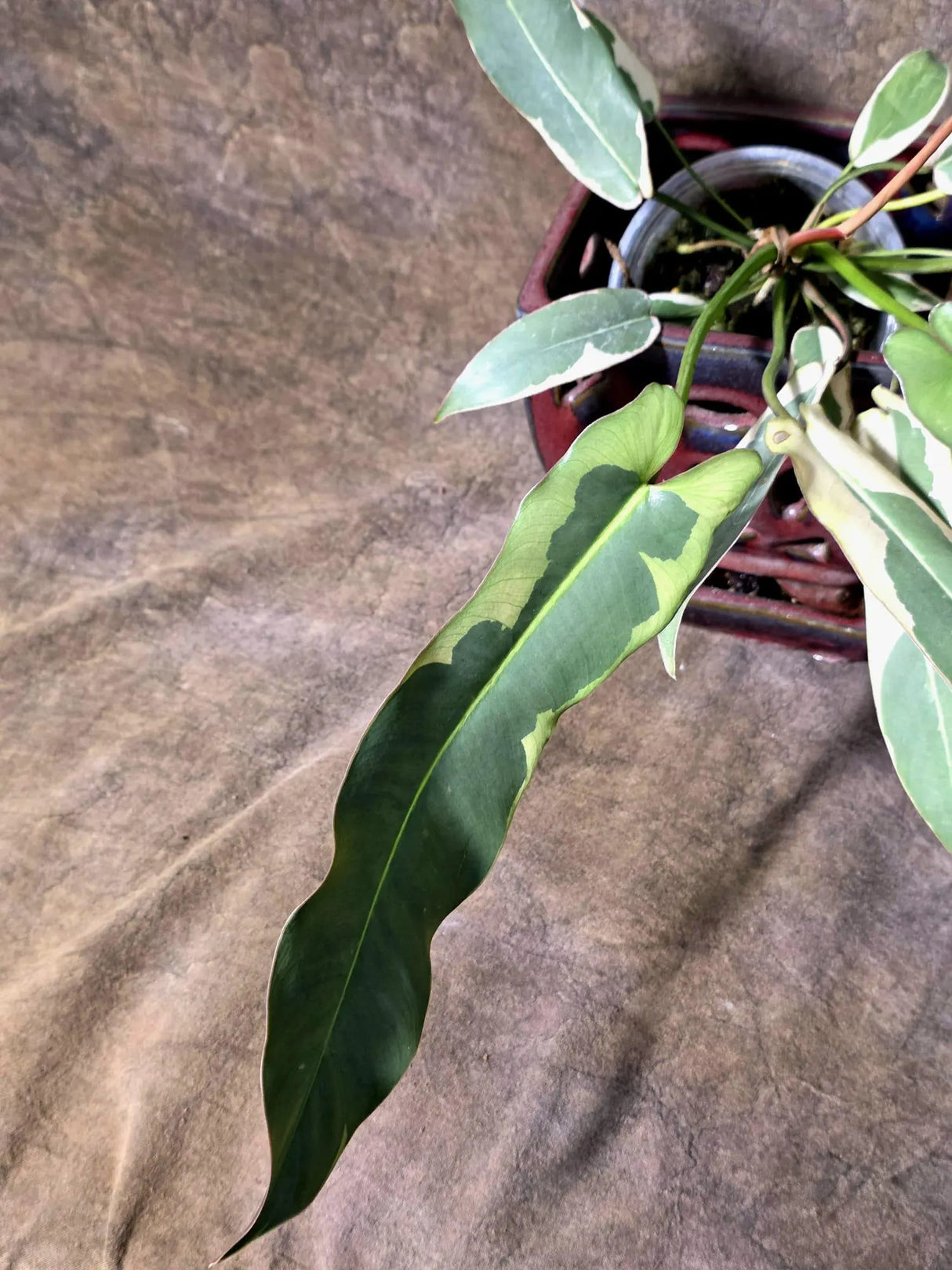 Philodendron Atabapoense Variegated Super Rare Exact Pot -(July-13-58-ER)