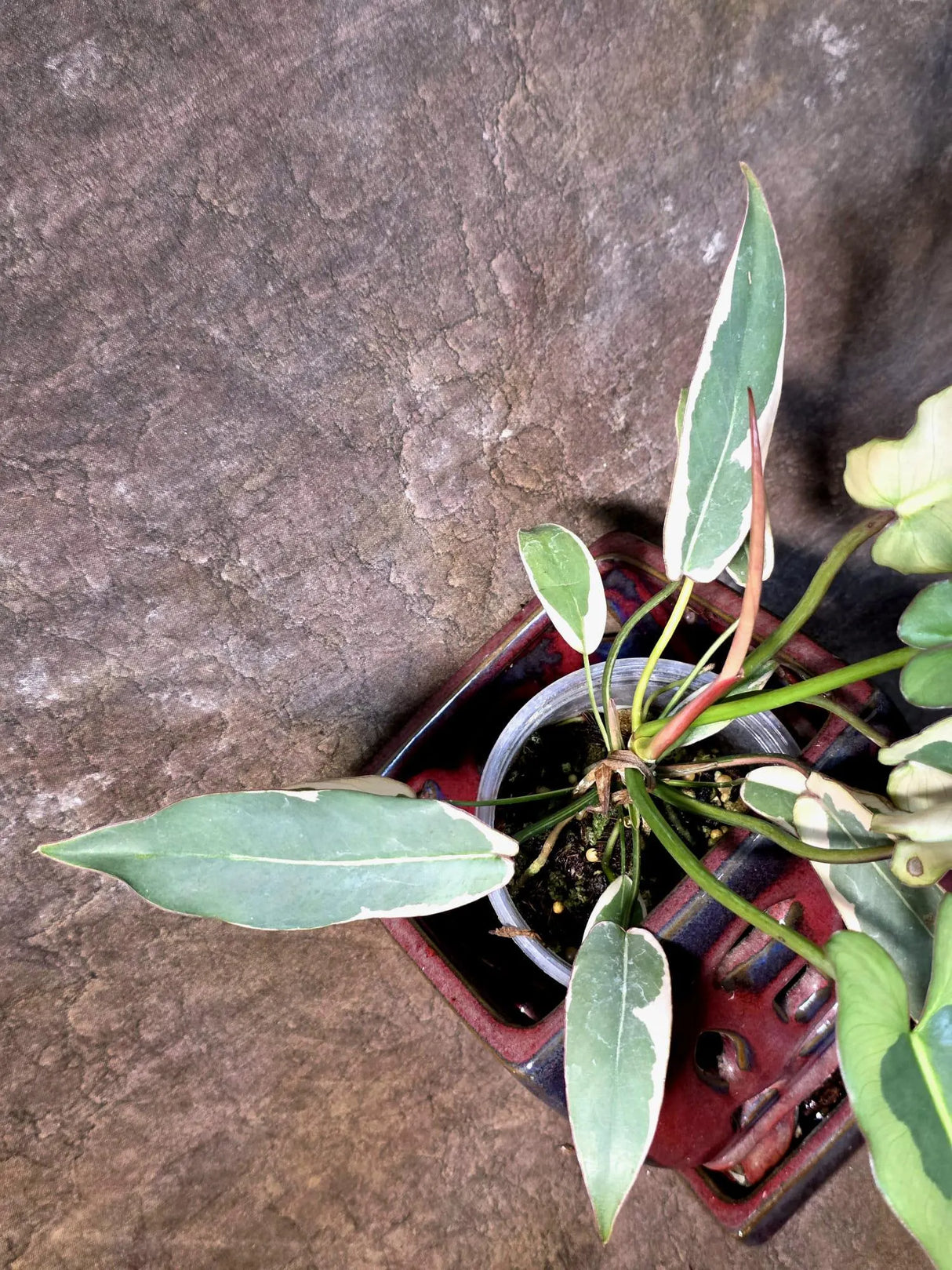 Philodendron Atabapoense Variegated Super Rare Exact Pot -(July-13-58-ER)