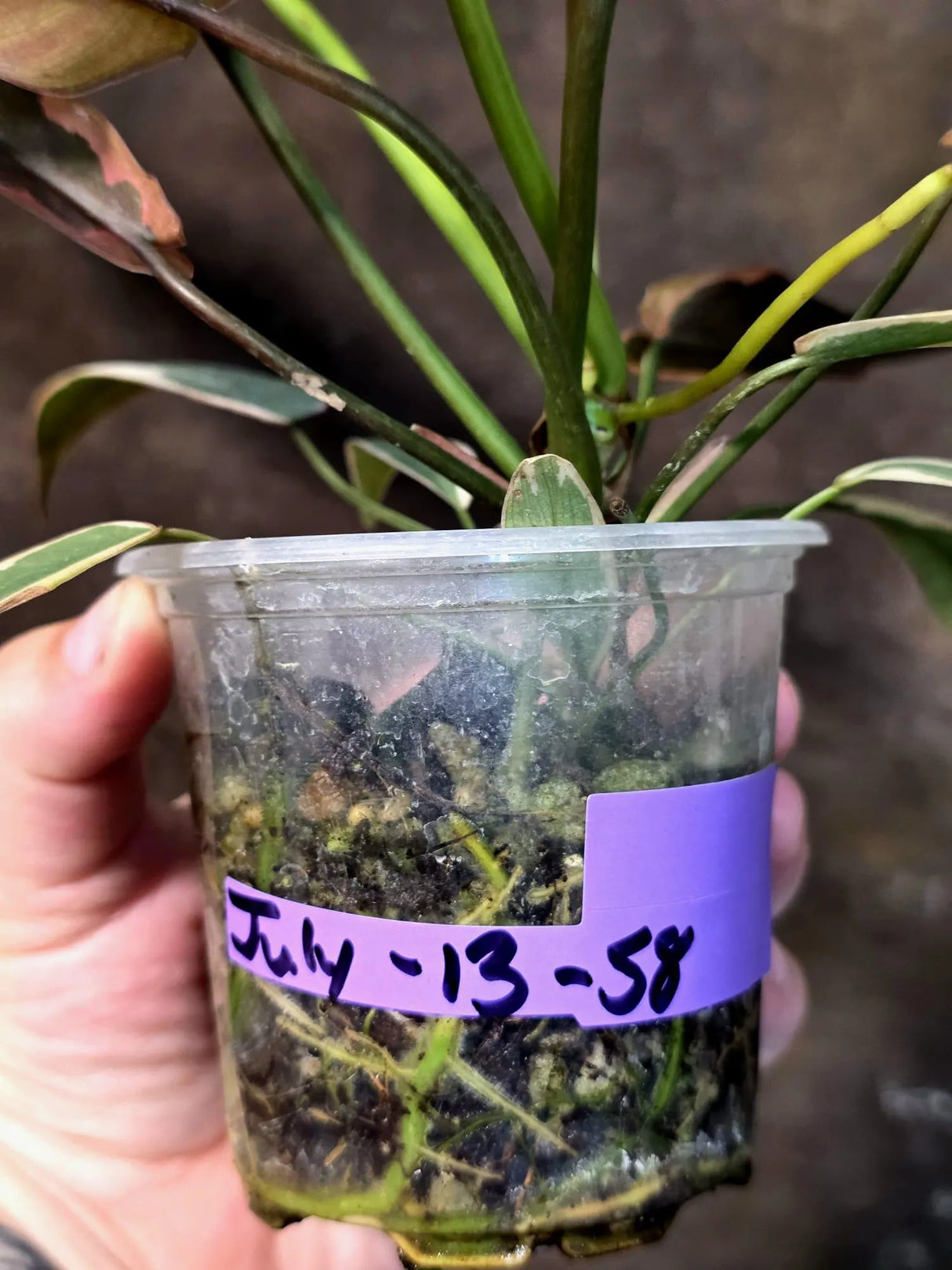 Philodendron Atabapoense Variegated Super Rare Exact Pot -(July-13-58-ER)