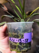 Philodendron Atabapoense Variegated Super Rare Exact Pot -(July-13-58-ER)