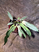 Philodendron Atabapoense Variegated Super Rare Exact Pot -(July-13-58-ER)