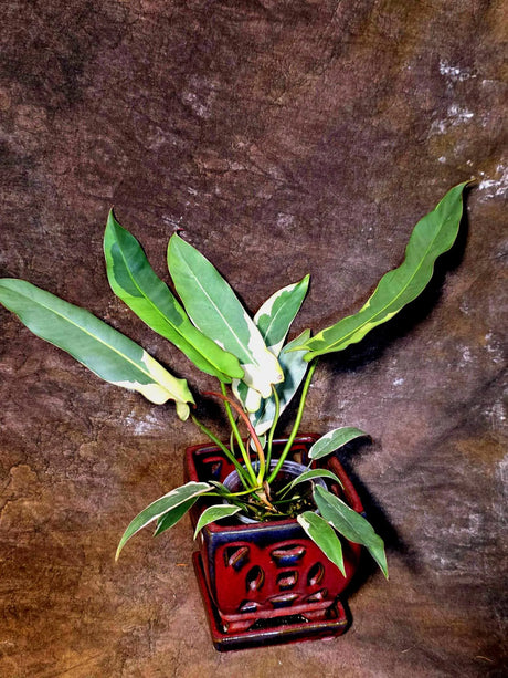 Philodendron Atabapoense Variegated Super Rare Exact Pot -(July-13-58-ER)