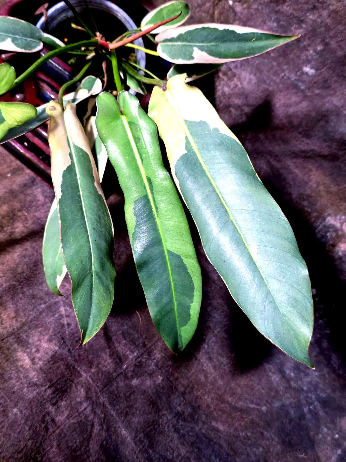 Philodendron Atabapoense Variegated Super Rare Exact Pot -(July-13-58-ER)
