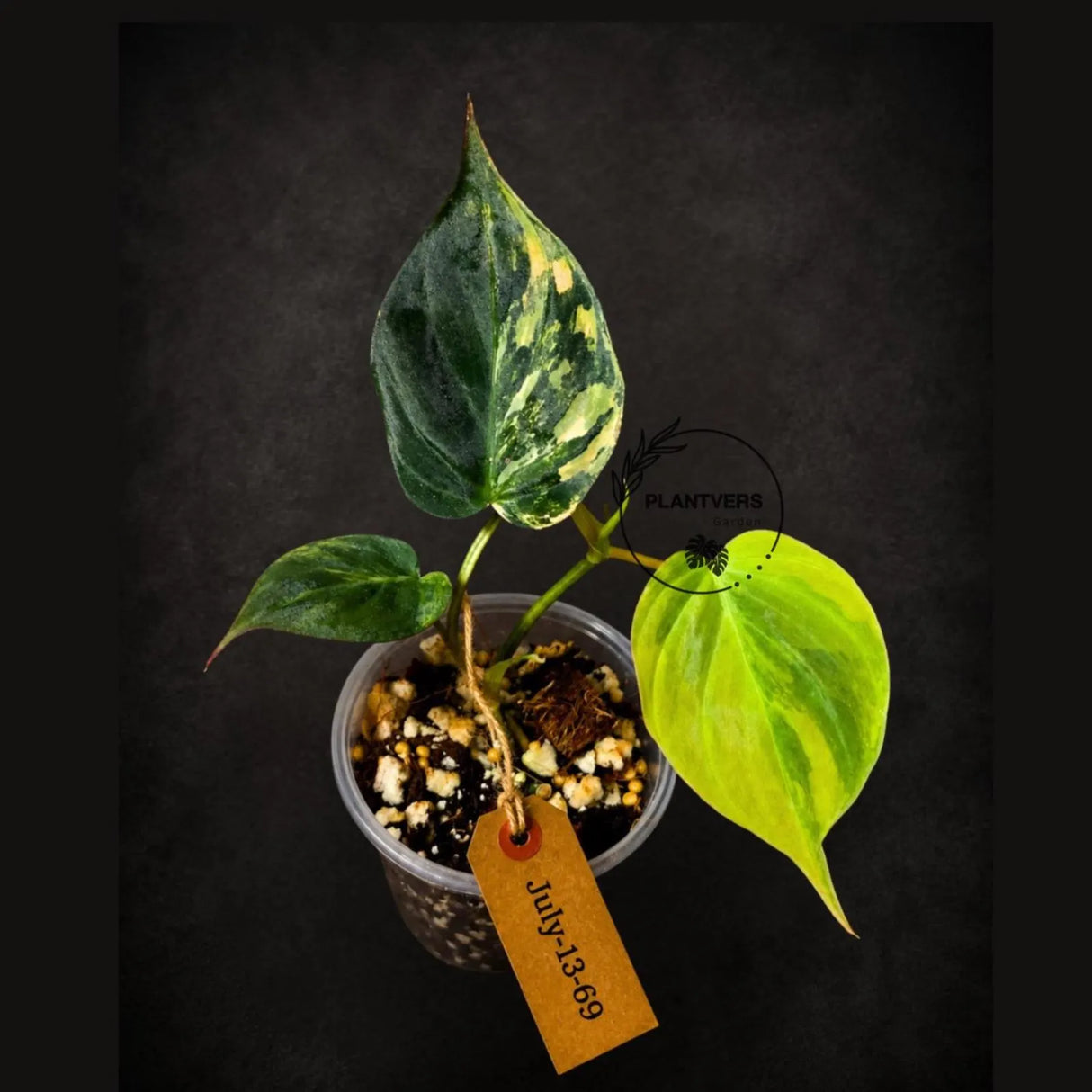 Variegated Philodendron Micans Live Plant - (July-13-69)